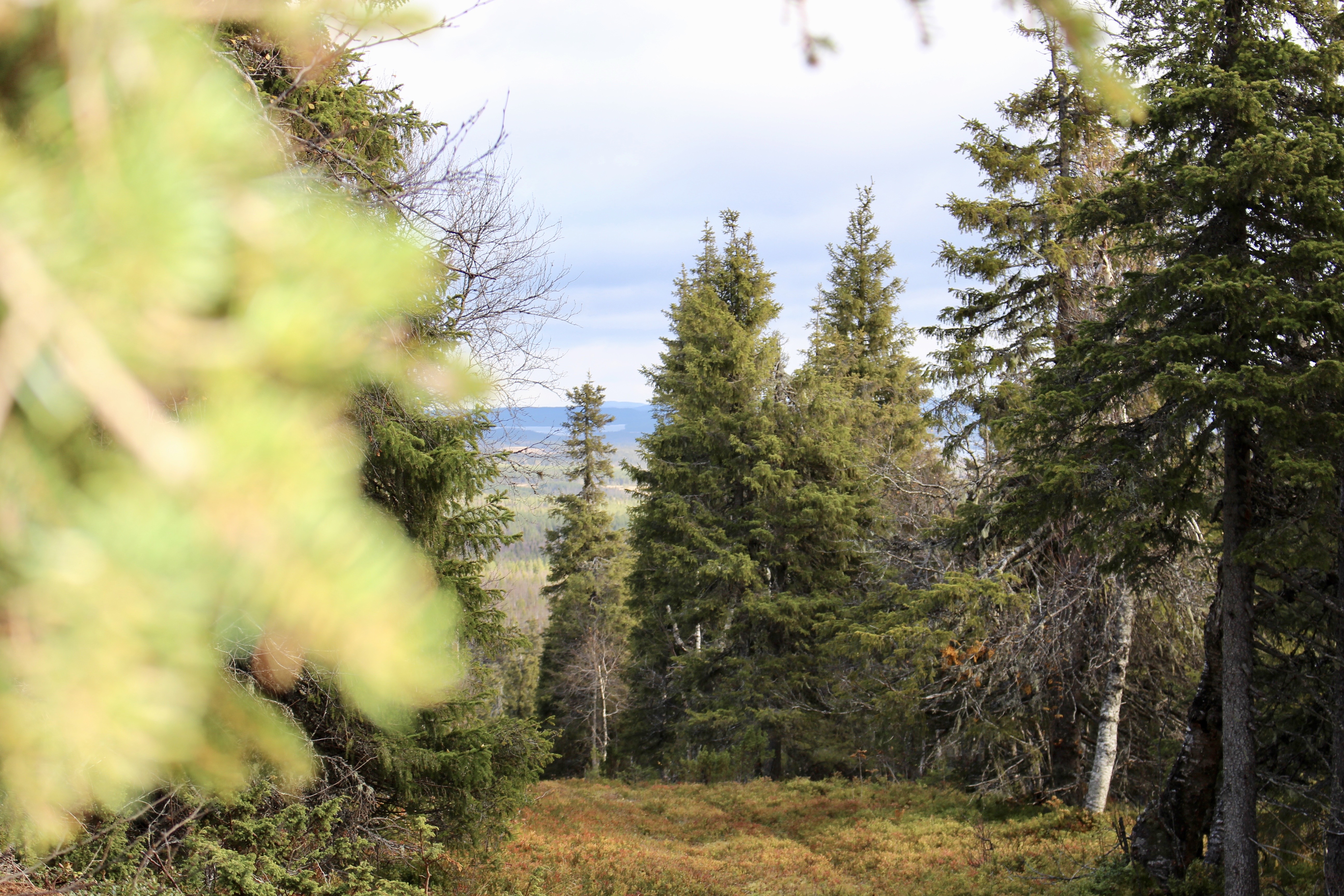 Karelianwild - ein Blick von unseren Jagdgebieten in Finnland