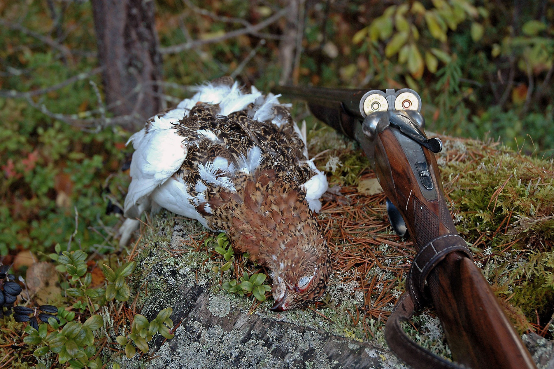 Karelianwild - Jagdtouren in Finnland - Foto von Totti Turunen