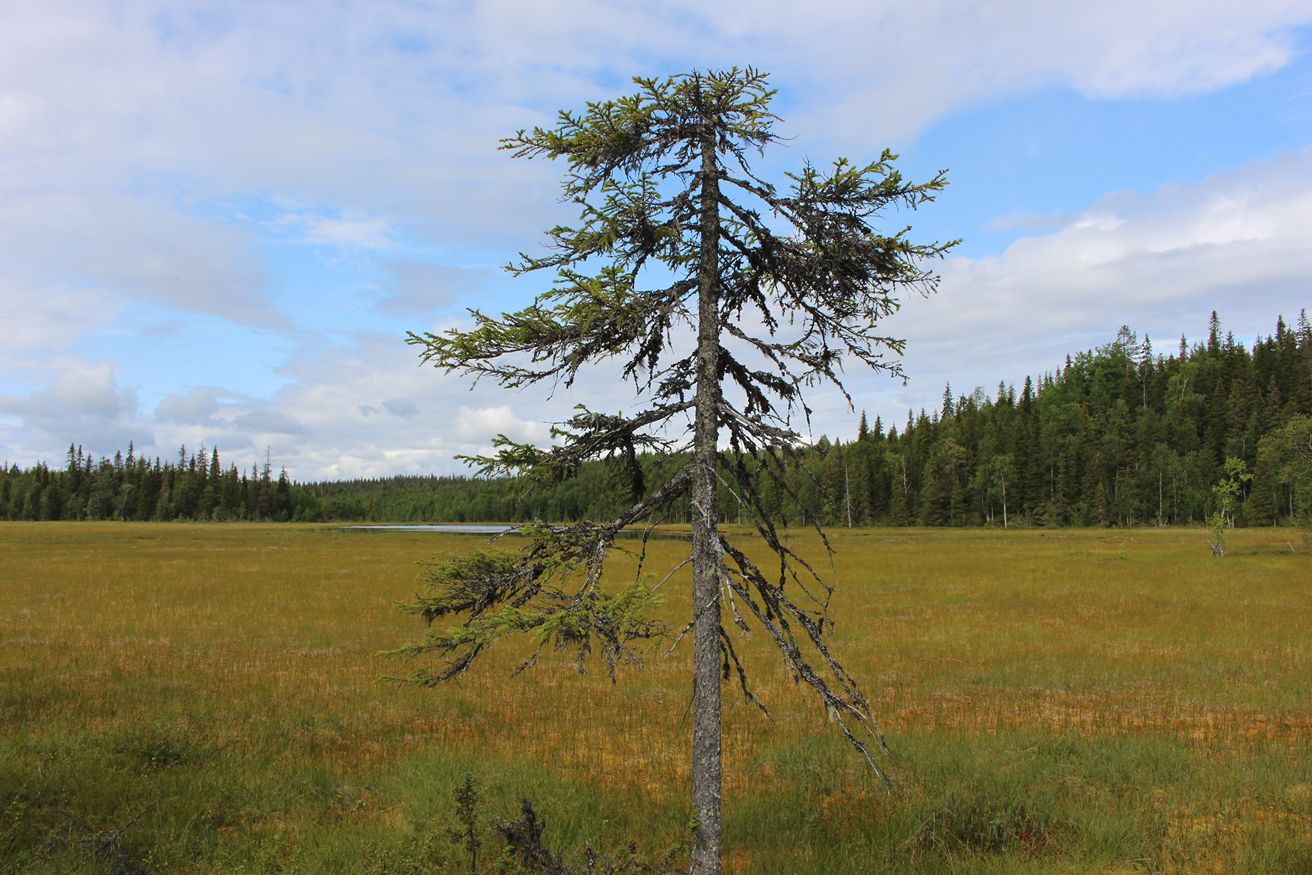 Karelianwild - Naturabenteuer in Finnland