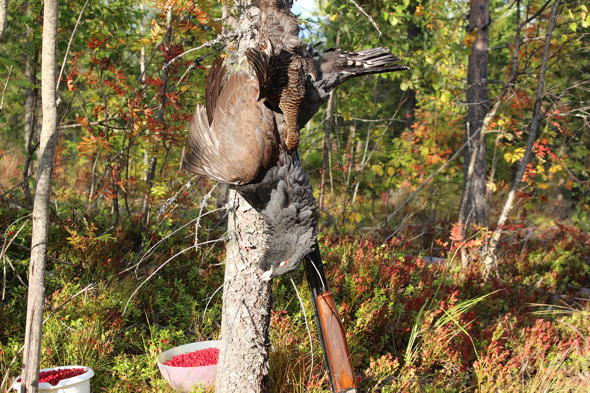 Karelianwild - Jagdreisen in Finnland