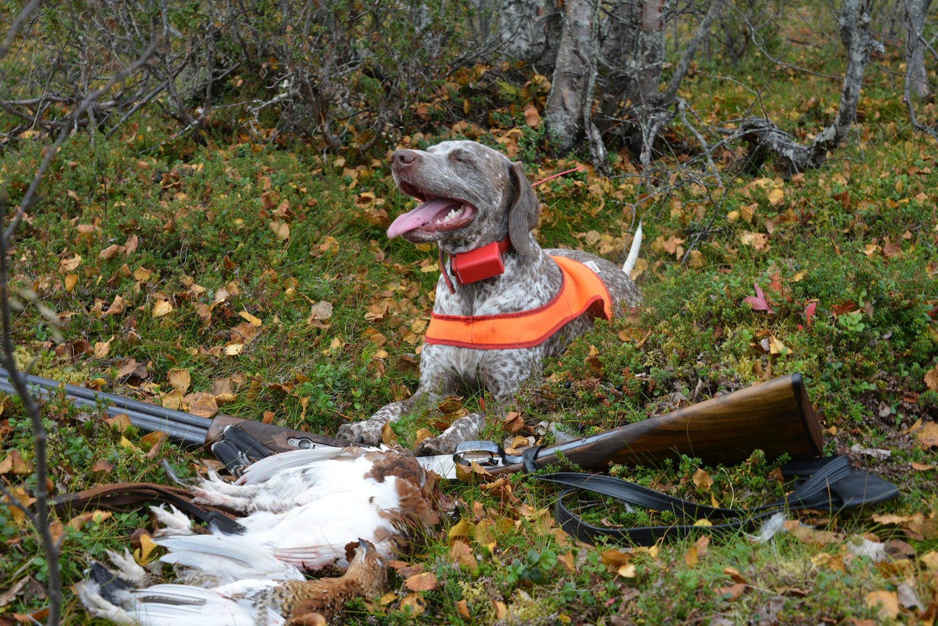 Karelianwild - Jagen mit Hunden - Foto von Totti Turunen