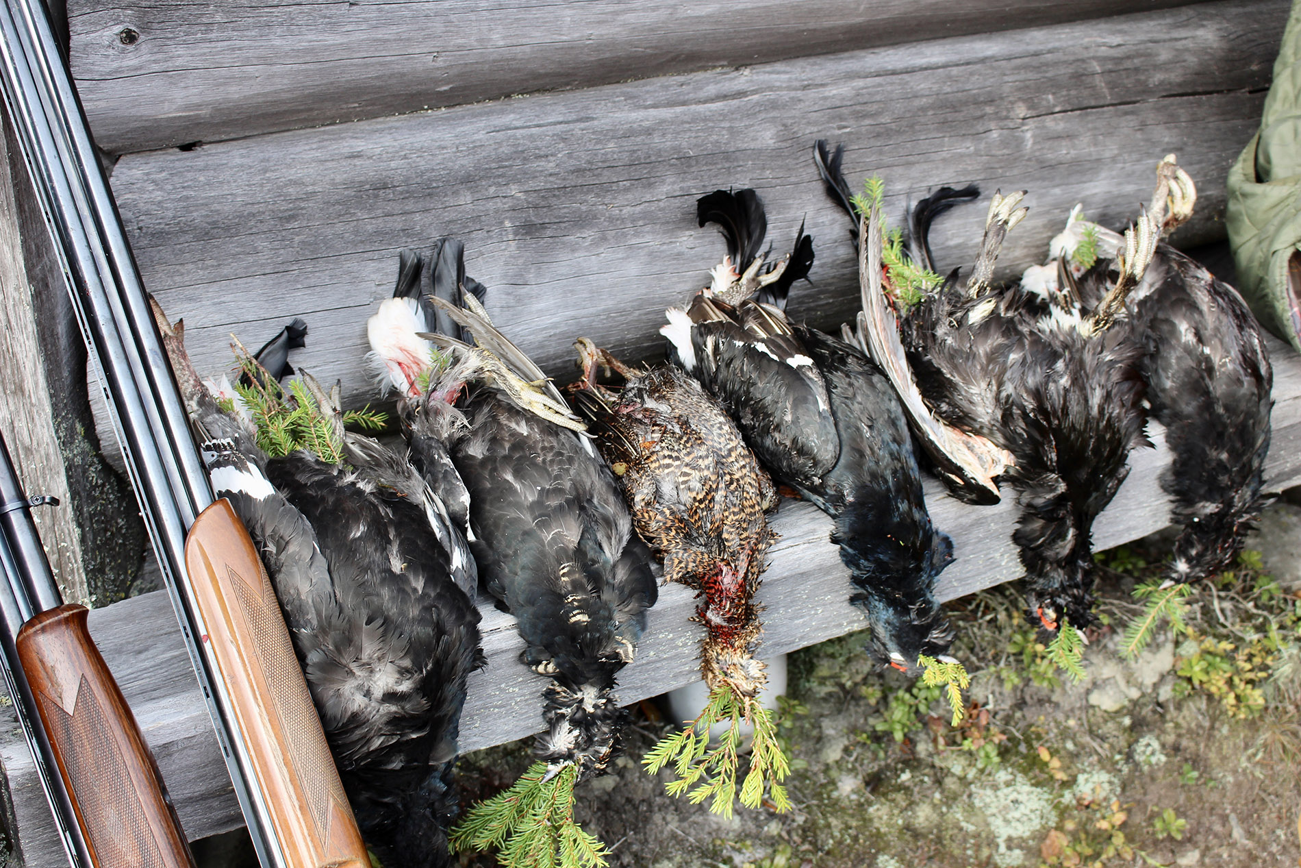 Karelianwild - Wild aus dem Nordosten Finnlands