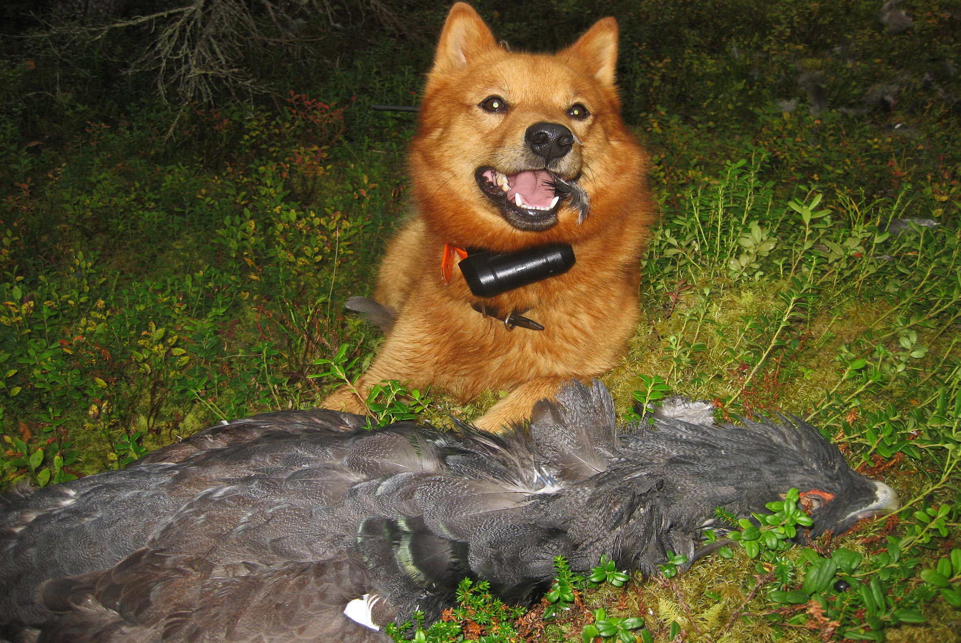 Karelianwild - Jagen mit Hunden