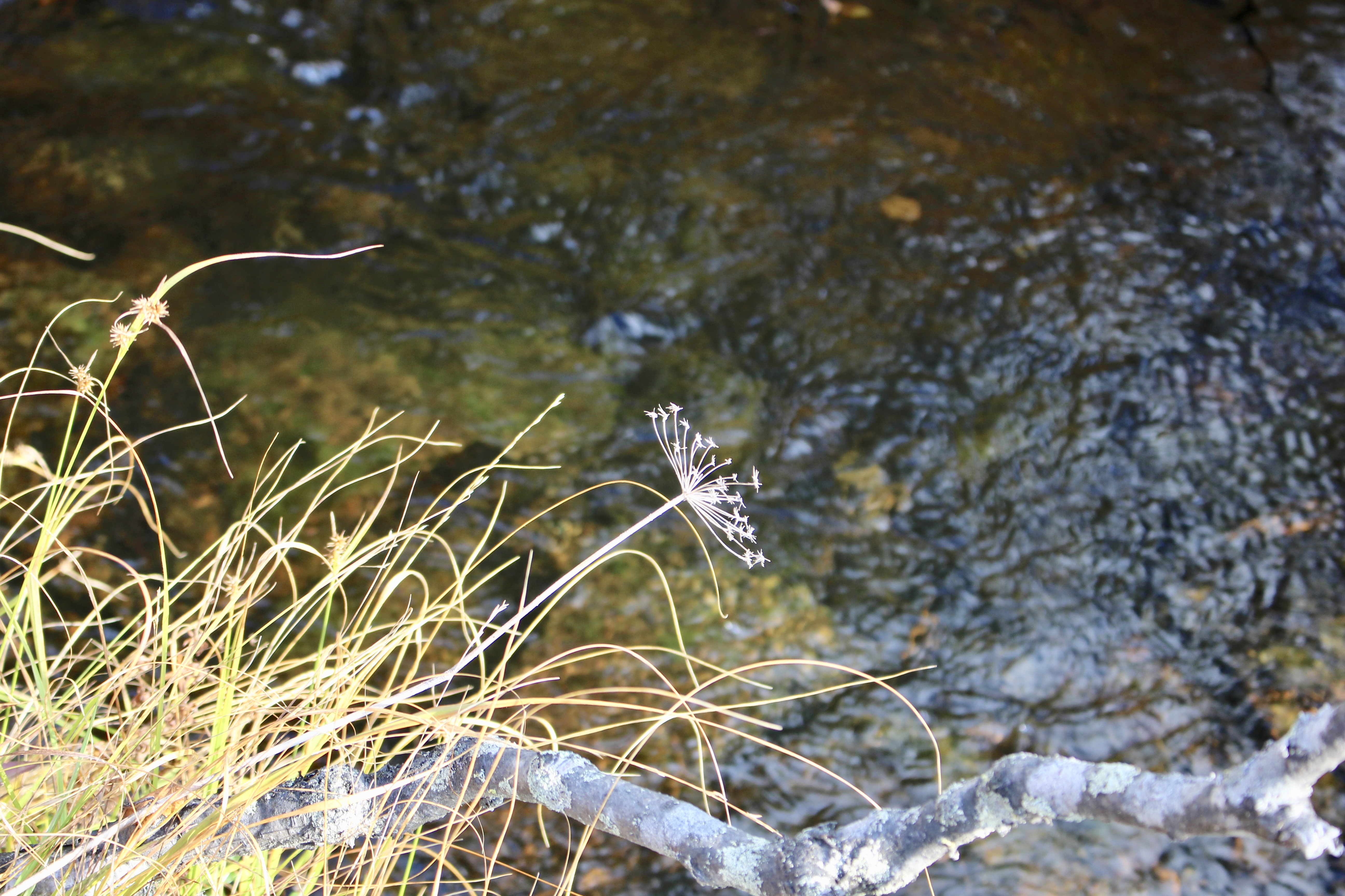 Wildnisabenteuer in Finnland - Karelianwild