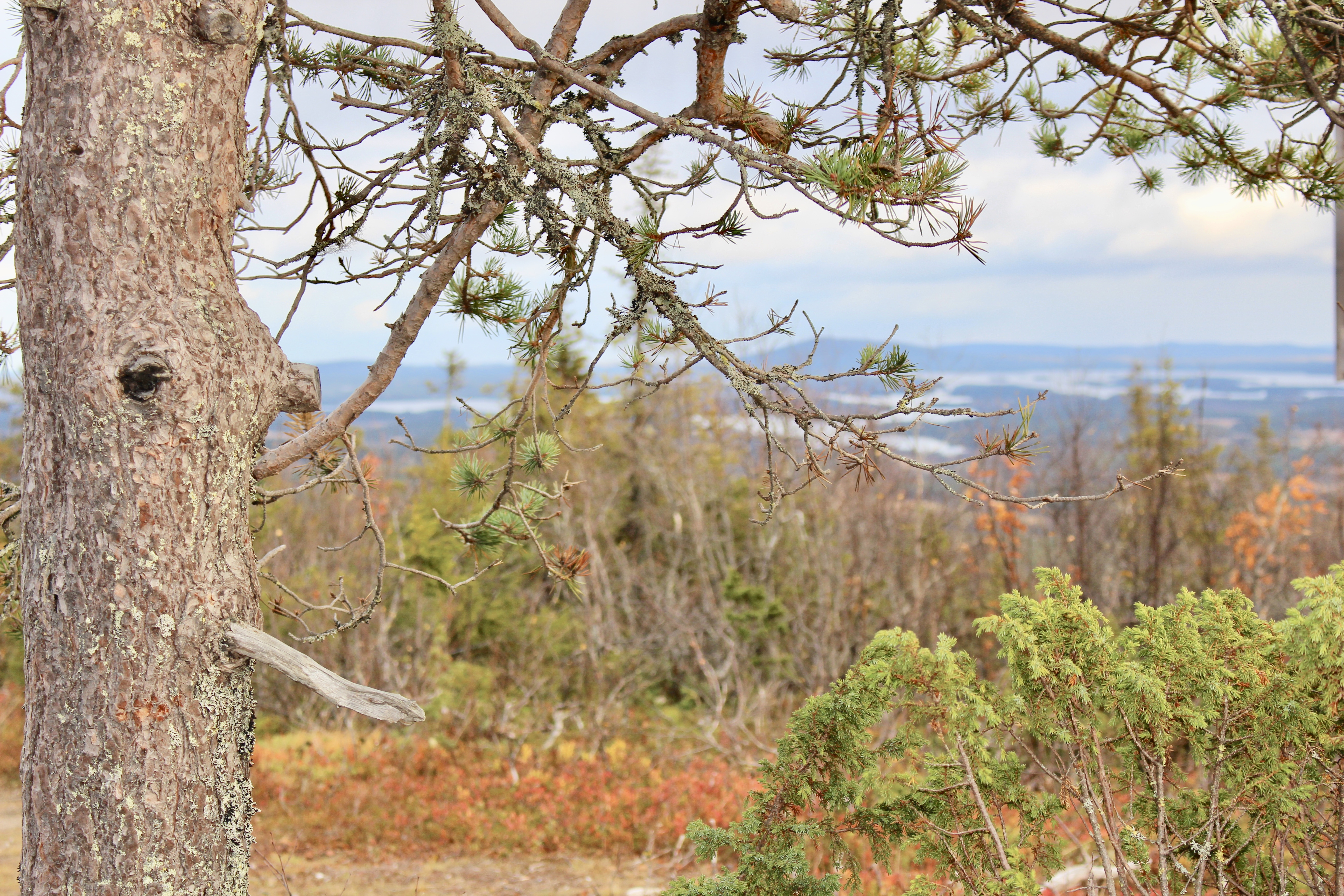 Karelianwild - ein Blick von unseren Jagdgebieten in Finnland