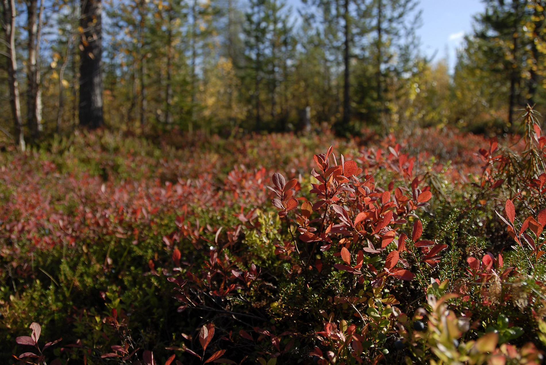 Karelianwild - Naturerlebnisse in Finnland - Foto von Totti Turunen